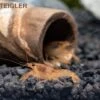 Oranger Zwergflußkrebs - Cambarellus CPO-Paar + Bepflanzte Kokosnusshöhle -Container Haustiere Geschäft CPO Bundle 1