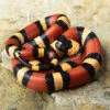 Campbell Dreiecksnatter "Apricot", Lampropeltis Tringulum Campbelli 1 Campbell Dreiecksnatter "Apricot", Lampropeltis Tringulum Campbelli -Container Haustiere Geschäft Campbells Dreiecksnatter Apricot Lampropeltis tringulum campbelli 3