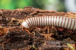 Caudulanus-Tausendfüßer, Spirobolus Caudulanus -Container Haustiere Geschäft Caudulanus Tausendfuesser Spirobolus caudulanus 3