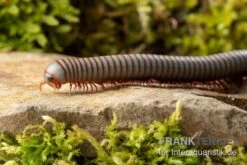 Caudulanus-Tausendfüßer, Spirobolus Caudulanus -Container Haustiere Geschäft Caudulanus Tausendfuesser Spirobolus caudulanus 4