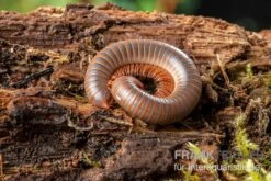 Caudulanus-Tausendfüßer, Spirobolus Caudulanus -Container Haustiere Geschäft Caudulanus Tausendfuesser Spirobolus caudulanus 5