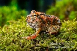 Butterfly Ornated-Pacman-Frog, Ceratophrys Ornata Butterfly Ornated -Container Haustiere Geschäft Ceratophrys cranwelli Butterfly Ornated 12