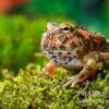 Butterfly Ornated-Pacman-Frog, Ceratophrys Ornata Butterfly Ornated 1 Butterfly Ornated-Pacman-Frog, Ceratophrys Ornata Butterfly Ornated -Container Haustiere Geschäft Ceratophrys cranwelli Butterfly Ornated 3