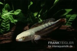 Goldlinienschlangenkopffisch, Channa Micropeltes -Container Haustiere Geschäft Channa micropeltes Goldlinienschlangenkopf 3