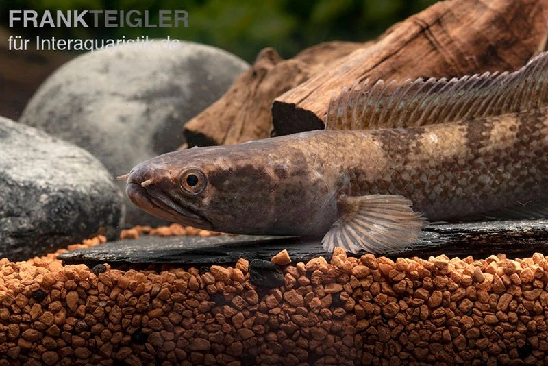 Meghalaya Leopard Schlangenkopf, Channa sp. „Meghalaya Leopard" Meghalaya Leopard Schlangenkopf, Channa Sp. „Meghalaya Leopard" -Container Haustiere Geschäft Channa spec 2 Meghyalaya Leopard 2