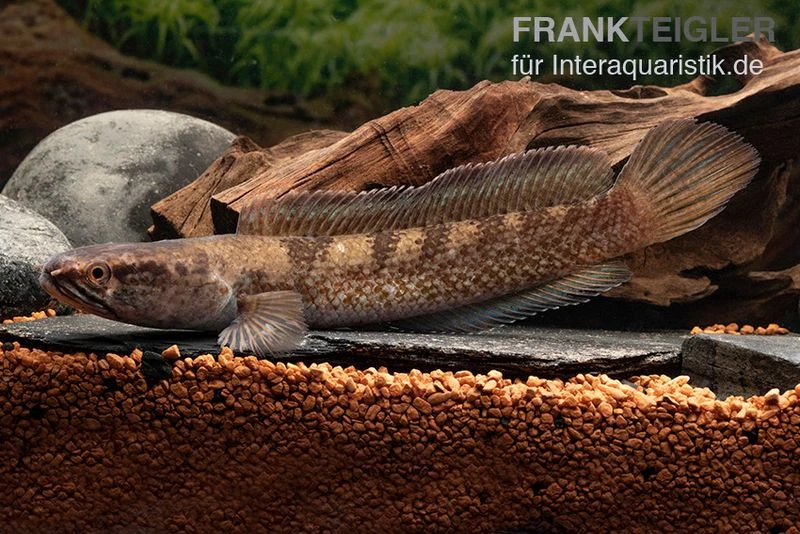 Meghalaya Leopard Schlangenkopf, Channa sp. „Meghalaya Leopard" Meghalaya Leopard Schlangenkopf, Channa Sp. „Meghalaya Leopard" -Container Haustiere Geschäft Channa spec 2 Meghyalaya Leopard