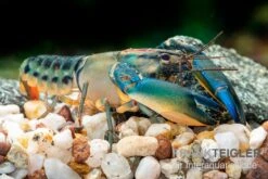 Cherax "Blue Lightning Striped", Cherax Misolicus