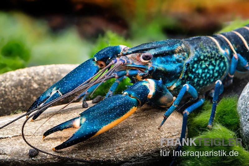 Cherax "Pink Coral", Cherax warsamsonicus Cherax "Pink Coral", Cherax Warsamsonicus -Container Haustiere Geschäft Cherax Pink Coral Cherax warsamsonicus