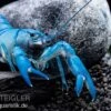 Blauer Yabby, Cherax Destructor "Blue Pearl" -Container Haustiere Geschäft Cherax destructor Blue Pearl 3