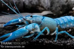 Blauer Yabby, Cherax Destructor "Blue Pearl" -Container Haustiere Geschäft Cherax destructor Blue Pearl 8