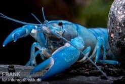 Blauer Yabby, Cherax Destructor "Blue Pearl" -Container Haustiere Geschäft Cherax destructor Blue Pearl 9
