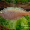 Blehers-Regenbogenfisch, Chilatherina Bleheri, 5 Tiere -Container Haustiere Geschäft Chilatherina bleheri 8