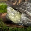 Chinesische Dreikielschildkröte, Mauremys Reevesii 2 Chinesische Dreikielschildkröte, Mauremys Reevesii -Container Haustiere Geschäft Chinesische Dreikielschildkroete Mauremys reevesii1