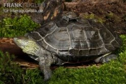 Chinesische Dreikielschildkröte, Mauremys Reevesii -Container Haustiere Geschäft Chinesische Dreikielschildkroete Mauremys reevesii2