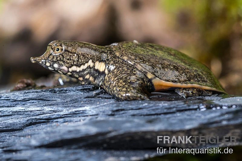 Chinesische Weichschildkröte, Pelodiscus sinensis Chinesische Weichschildkröte, Pelodiscus Sinensis -Container Haustiere Geschäft Chinesische Weichschildkroete Pelodiscus sinensis 1