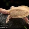 Chinesische Weichschildkröte Albino, Pelodiscus Sinensis -Container Haustiere Geschäft Chinesische Weichschildkroete albino Pelodiscus sinensis 1 jpg