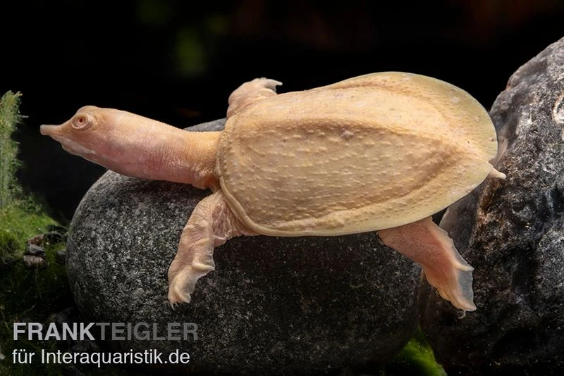 Chinesische Weichschildkröte albino, Pelodiscus sinensis Chinesische Weichschildkröte Albino, Pelodiscus Sinensis -Container Haustiere Geschäft Chinesische Weichschildkroete albino Pelodiscus sinensis 1 jpg