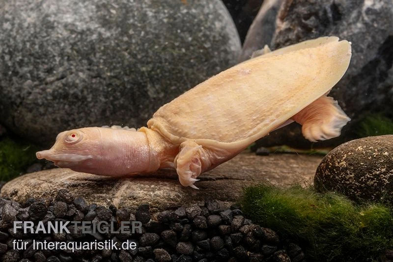 Chinesische Weichschildkröte albino, Pelodiscus sinensis Chinesische Weichschildkröte Albino, Pelodiscus Sinensis -Container Haustiere Geschäft Chinesische Weichschildkroete albino Pelodiscus sinensis 2 jpg
