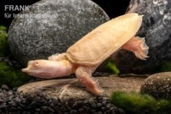 Chinesische Weichschildkröte Albino, Pelodiscus Sinensis 3 Chinesische Weichschildkröte Albino, Pelodiscus Sinensis -Container Haustiere Geschäft Chinesische Weichschildkroete albino Pelodiscus sinensis 3 jpg