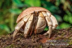 5 Kleine Landeinsiedlerkrebse, Coenobita Spec. 9 5 Kleine Landeinsiedlerkrebse, Coenobita Spec. -Container Haustiere Geschäft Coenobita White Tiger