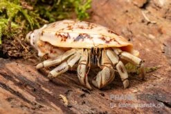 5 Kleine Landeinsiedlerkrebse, Coenobita Spec. 8 5 Kleine Landeinsiedlerkrebse, Coenobita Spec. -Container Haustiere Geschäft Coenobita White Tiger 8