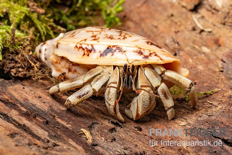 5 kleine Landeinsiedlerkrebse, Coenobita spec. 5 Kleine Landeinsiedlerkrebse, Coenobita Spec. -Container Haustiere Geschäft Coenobita White Tiger 8
