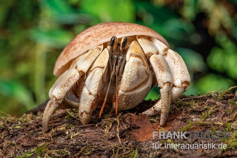 5 kleine Landeinsiedlerkrebse, Coenobita spec. 5 Kleine Landeinsiedlerkrebse, Coenobita Spec. -Container Haustiere Geschäft Coenobita White Tiger