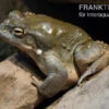 Coloradokröte, Bufo Alvarius 2 Coloradokröte, Bufo Alvarius -Container Haustiere Geschäft Coloradokroete Bufo alvarius 1