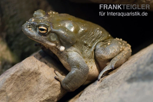 Coloradokröte, Bufo alvarius Coloradokröte, Bufo Alvarius -Container Haustiere Geschäft Coloradokroete Bufo alvarius 1