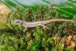 Conrau`s Zwerggecko, Lygodactylus Conraui -Container Haustiere Geschäft Conraus Zwerggecko Lygodactylus conraui 3