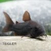 Schwarzer Metallpanzerwels, Corydoras Aeneus BLACK VENEZUELA, DNZ! -Container Haustiere Geschäft Corydoras aeneus BLACK VENEZUELA