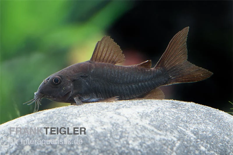 Schwarzer Metallpanzerwels, Corydoras aeneus BLACK VENEZUELA, DNZ! Schwarzer Metallpanzerwels, Corydoras Aeneus BLACK VENEZUELA, DNZ! -Container Haustiere Geschäft Corydoras aeneus BLACK VENEZUELA 14