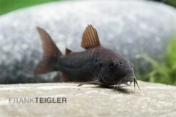 Schwarzer Metallpanzerwels, Corydoras Aeneus BLACK VENEZUELA, DNZ!