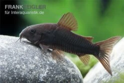 Schwarzer Metallpanzerwels, Corydoras Aeneus BLACK VENEZUELA, DNZ! 4 Schwarzer Metallpanzerwels, Corydoras Aeneus BLACK VENEZUELA, DNZ! -Container Haustiere Geschäft Corydoras aeneus BLACK VENEZUELA 6