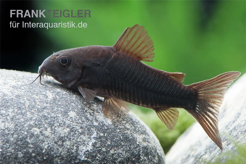 Schwarzer Metallpanzerwels, Corydoras aeneus BLACK VENEZUELA, DNZ! Schwarzer Metallpanzerwels, Corydoras Aeneus BLACK VENEZUELA, DNZ! -Container Haustiere Geschäft Corydoras aeneus BLACK VENEZUELA 6