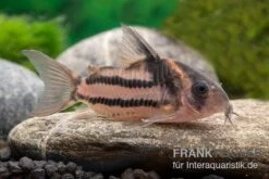 Corydoras Aff. Bifasciatus CW 127 "Super Parallelus" -Container Haustiere Geschäft Corydoras sp aff parallelus CW127 11