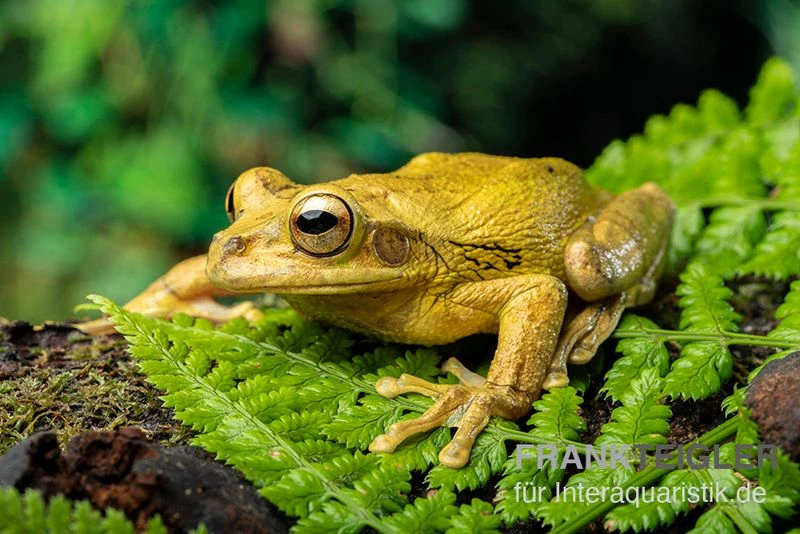 Costa Rica-Maskenlaubfrosch, Smilisca phaeota Costa Rica-Maskenlaubfrosch, Smilisca Phaeota -Container Haustiere Geschäft Costa Rica Maskenlaubfrosch Smilisca phaeota 1