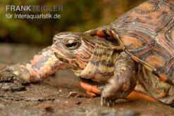 Costa-Rica-Pracht-Erdschildkröte, Rhinoclemmys Pulcherrima Manni