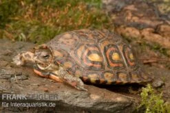 Costa-Rica-Pracht-Erdschildkröte, Rhinoclemmys Pulcherrima Manni -Container Haustiere Geschäft Costa Rica Pracht Erdschildkroet Rhinoclemmys pulcherrima manni 3