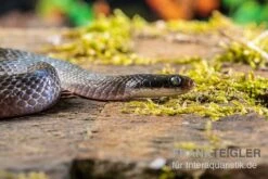 Herald-Schlange, Crotaphopeltis Hotamboeia -Container Haustiere Geschäft Crotaphopeltis hotamboeia 3