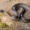 Herald-Schlange, Crotaphopeltis Hotamboeia -Container Haustiere Geschäft Crotaphopeltis hotamboeia 8