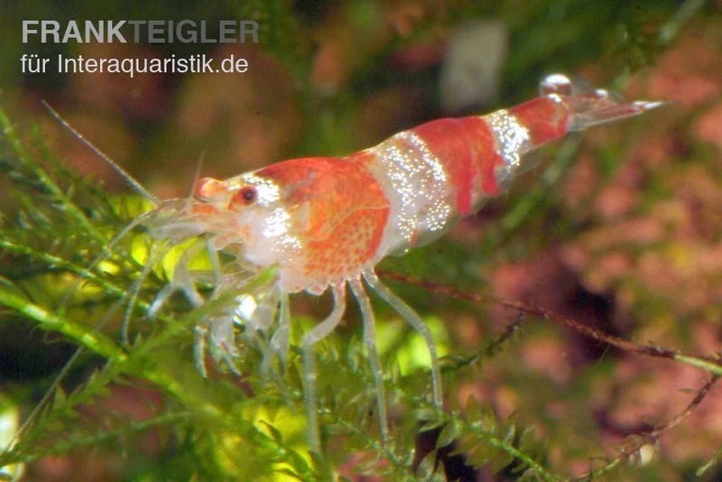 Bundle: 10x Crystal Red Garnele, Caridina logemanni + Moos Bundle: 10x Crystal Red Garnele, Caridina Logemanni + Moos -Container Haustiere Geschäft Crystal Red Garnele caridina logemanni
