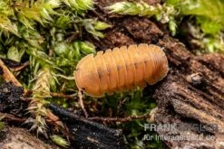 Mandarin-Assel, Cubaris Sp. “RubberduckyMandarin” -Container Haustiere Geschäft Cubaris sp Rubberducky Mandarin Assel