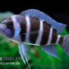 Beulenkopfcichlide Blue Zaire Mboba, Cyphotilapia Frontosa Blue Zaire Mboba -Container Haustiere Geschäft Cyphotilapia frontosa BLUE ZAIRE MBOBA 6