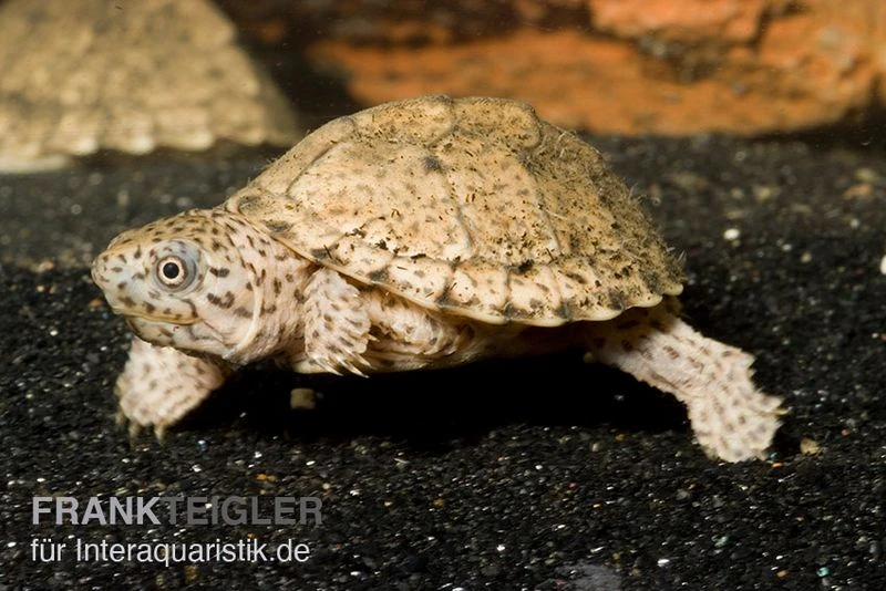 Dach-Moschusschildkröte, Sternotherus carinatus Dach-Moschusschildkröte, Sternotherus Carinatus -Container Haustiere Geschäft Dach Moschusschildkroete Sternotherus carinatus 1
