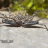 Geisselspinne, Damon Diadema -Container Haustiere Geschäft Damon diadema Geisselspinne