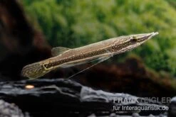 Diamant-Hechtkopf, Luciocephalus Aura -Container Haustiere Geschäft Diamant Hechtkopf Luciocephalus aura neu 2