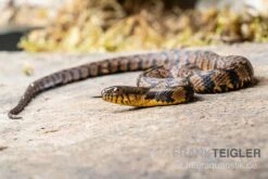 Diamant-Schwimmnatter, Nerodia Rhombifer -Container Haustiere Geschäft Diamant Schwimmnatter Nerodia rhombifer 2