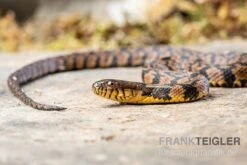 Diamant-Schwimmnatter, Nerodia Rhombifer -Container Haustiere Geschäft Diamant Schwimmnatter Nerodia rhombifer 3