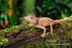 Dickkopfanolis, Anolis Cybotes -Container Haustiere Geschäft Dickkopfanolis Anolis cybotes 1